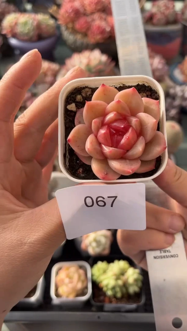 067单头糖心个体多肉