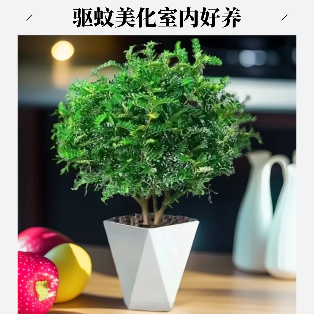 清香木盆栽烘焙强力驱蚊草绿植四季绿花卉室内胡椒木好养净化空气