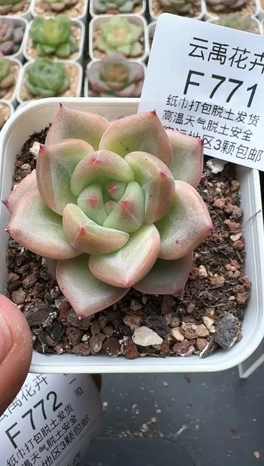 771F云禹多肉植物 默认脱土纸巾打包 3颗包邮