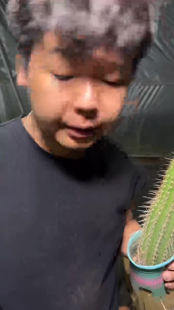 【带根】大单头 曙光 毛花柱