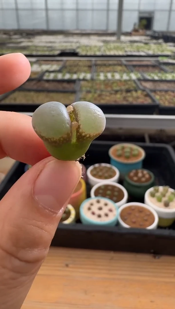 【闪购商品】22-20.