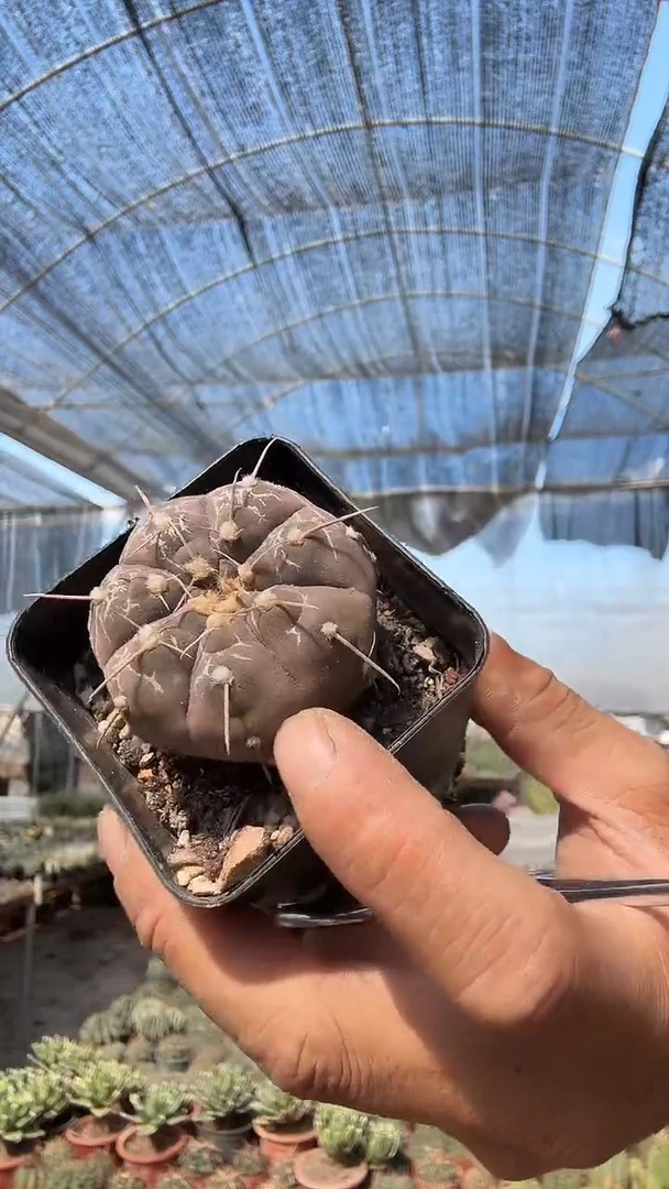 实生铅皮带刺12.99