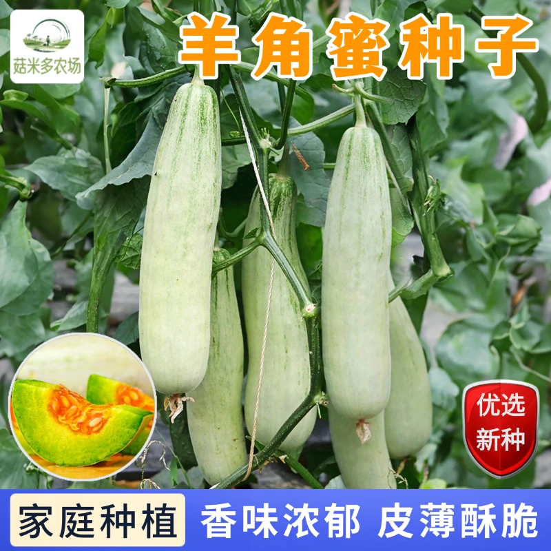 【满2包送1包】羊角蜜甜瓜种子 早熟高糖品种皮薄酥脆多汁结瓜多
