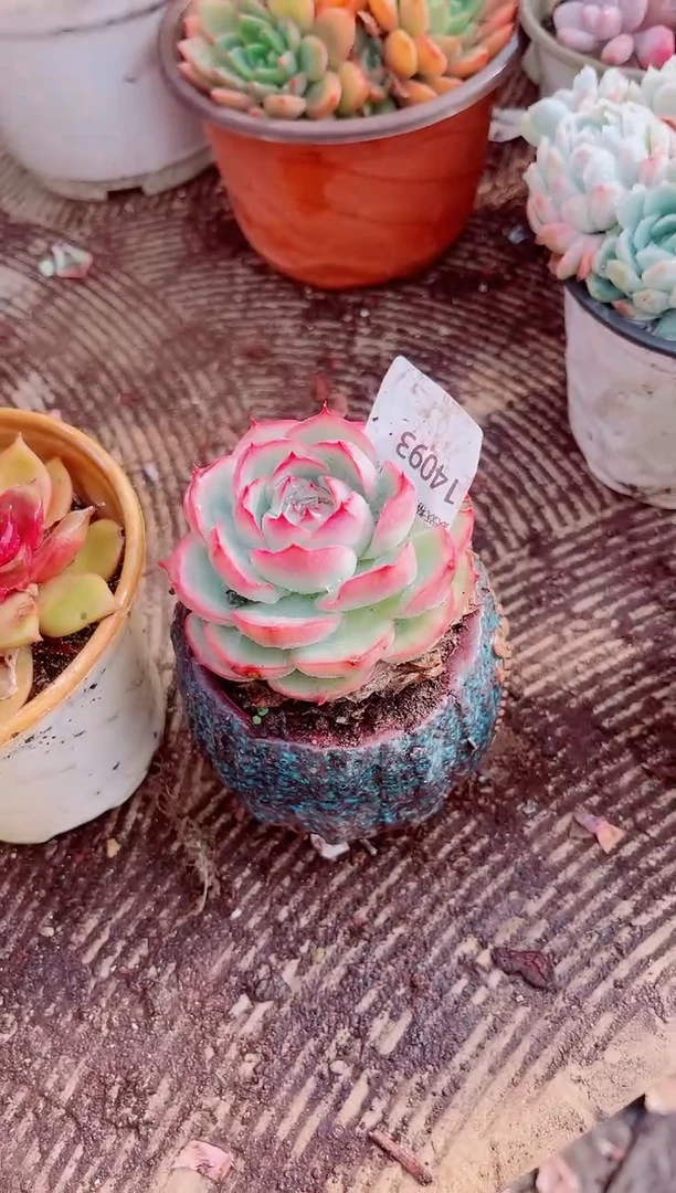 两*跃跃精品多肉14093