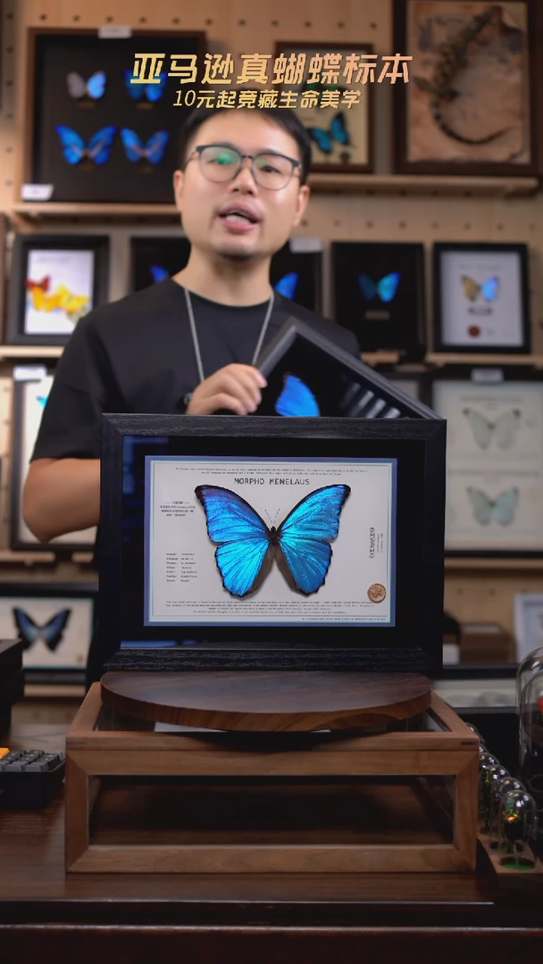 大蓝闪蝶新版本A4横版（带证书）