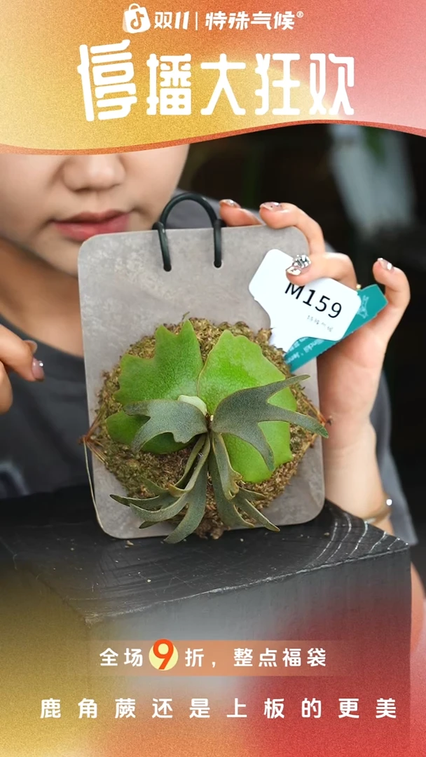 不开花植物M159-珍妮鹿角蕨tc