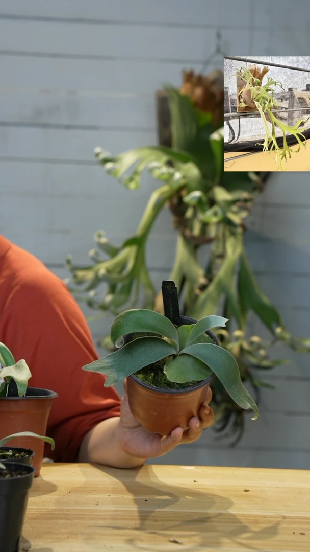 完全开放侏儒银爪哇122号