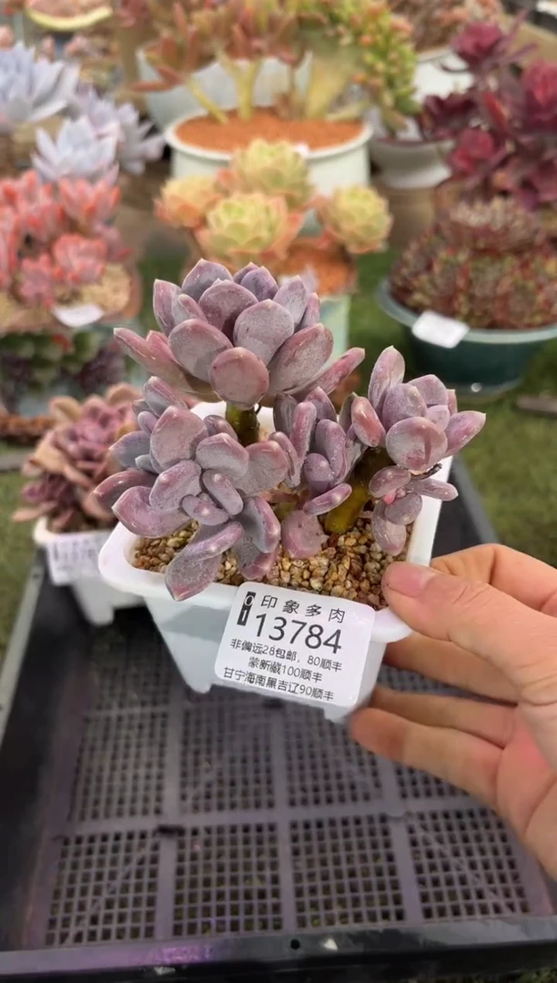 【闪购商品】13784