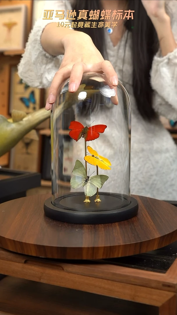 红绿黄三色蝴蝶玻璃罩