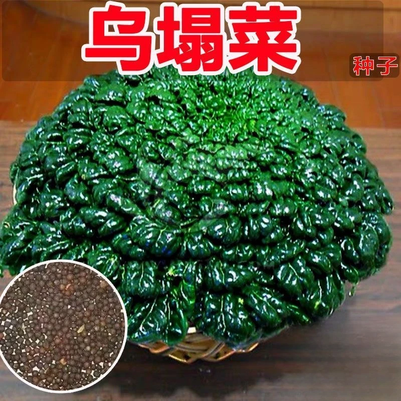 金满地心乌乌绿塌菜种子黄心乌塌菜农田蔬菜纤维少菊花心