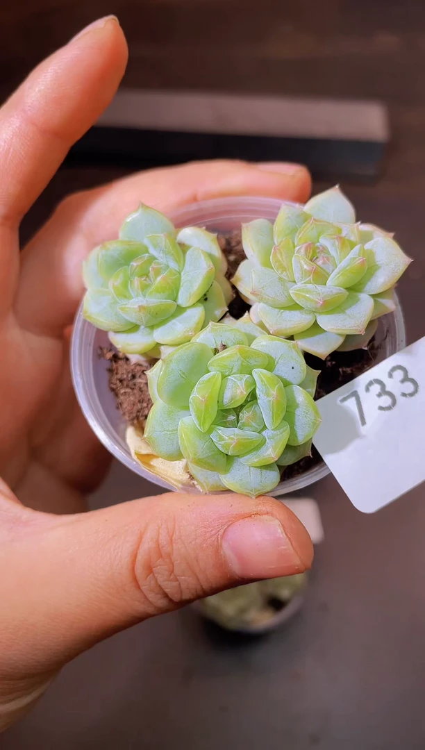 733C系列一物一拍一组