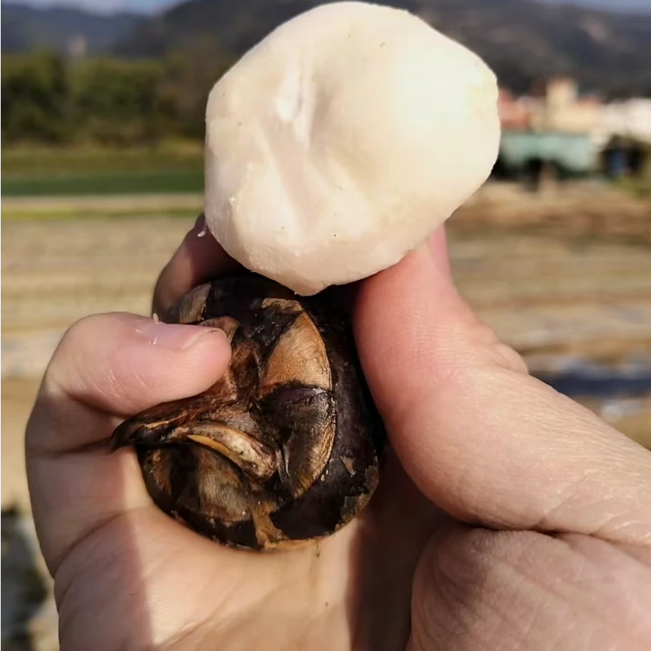 新鲜当季现挖大果马蹄