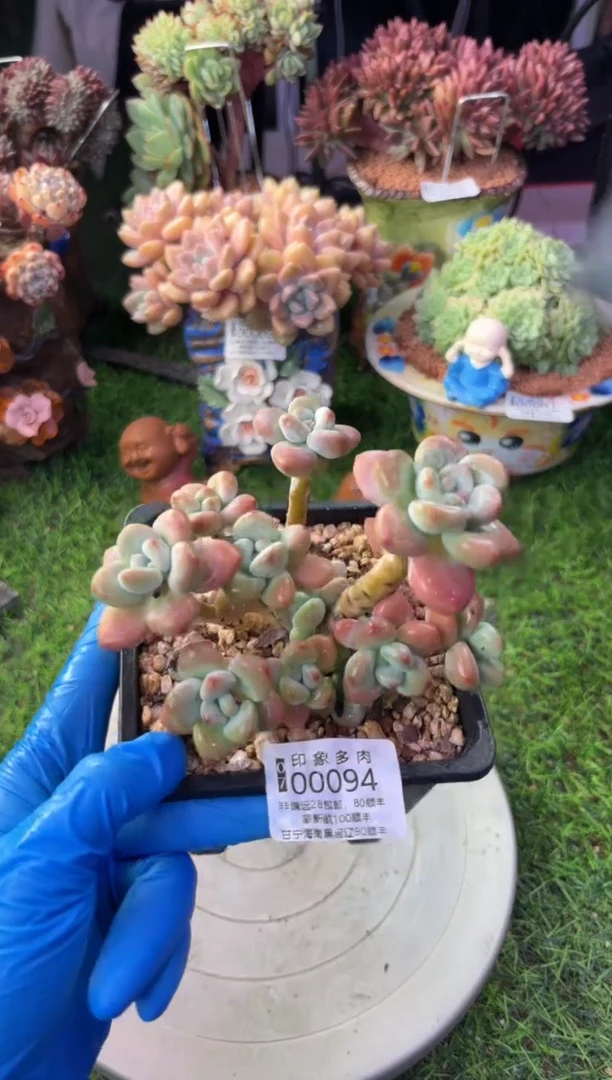 昆明印象多肉00094