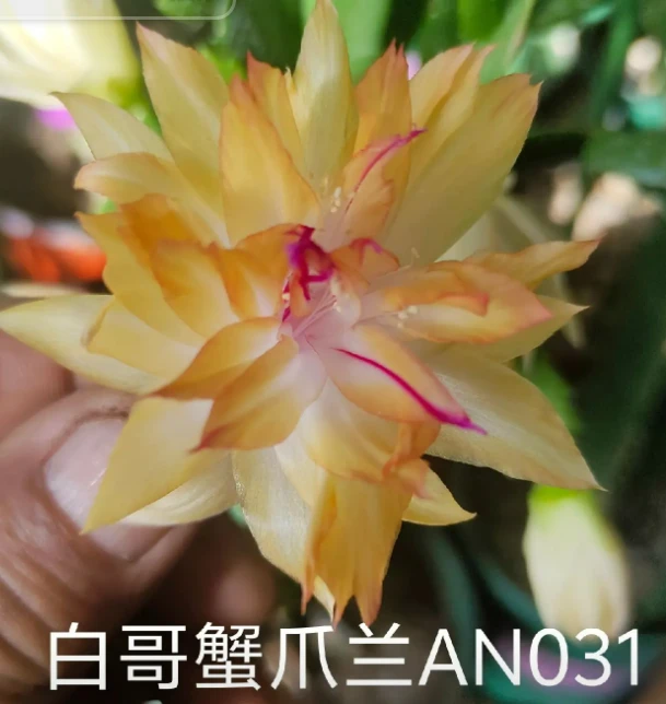 白哥蟹爪兰进口品种AN031基地清棚年宵花易养活原盆原土发货