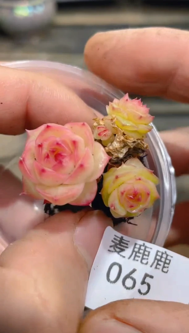 065孤品  不包整散    量拍1颗