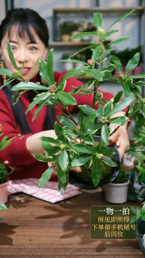 【闪购商品】75---2156苔藓球瑞香原土