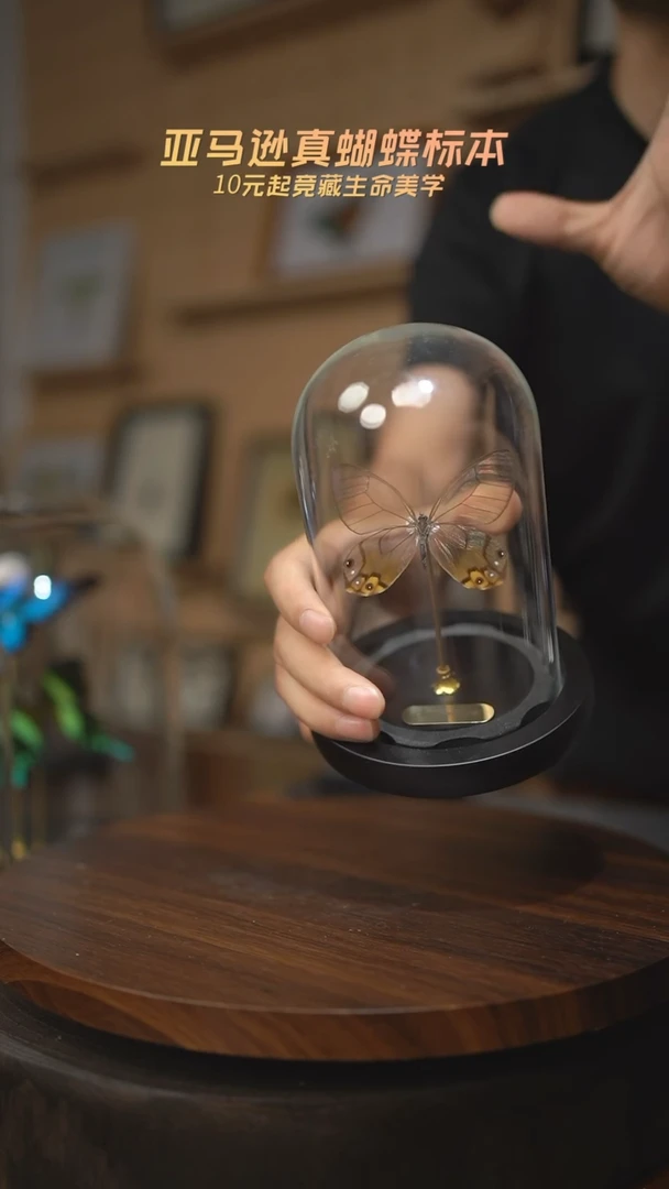 黄晶眼蝶小号玻璃罩