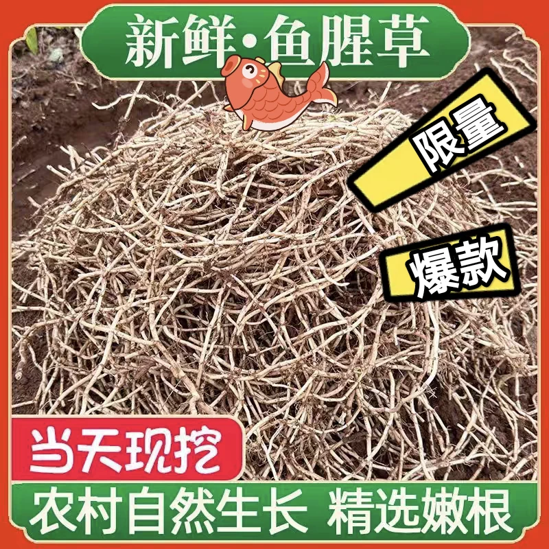 农家现挖带泥鱼腥草折耳根新鲜嫩根节节根湖北特产凉拌菜时令蔬菜