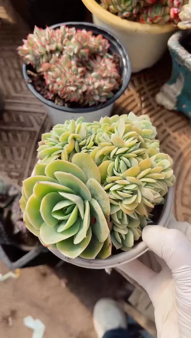 【闪购商品】02409