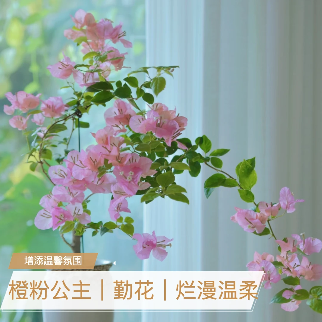 【橙粉公主】三角梅袋苗新品种对版稀有花色阳台庭院基地直发包对版