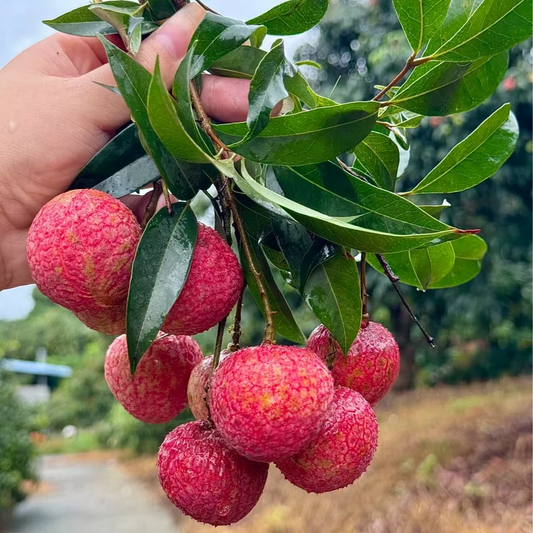 【二姐甄选  增城挂绿荔枝】新鲜到货无酸，送礼佳品顺丰包邮荔枝同城送