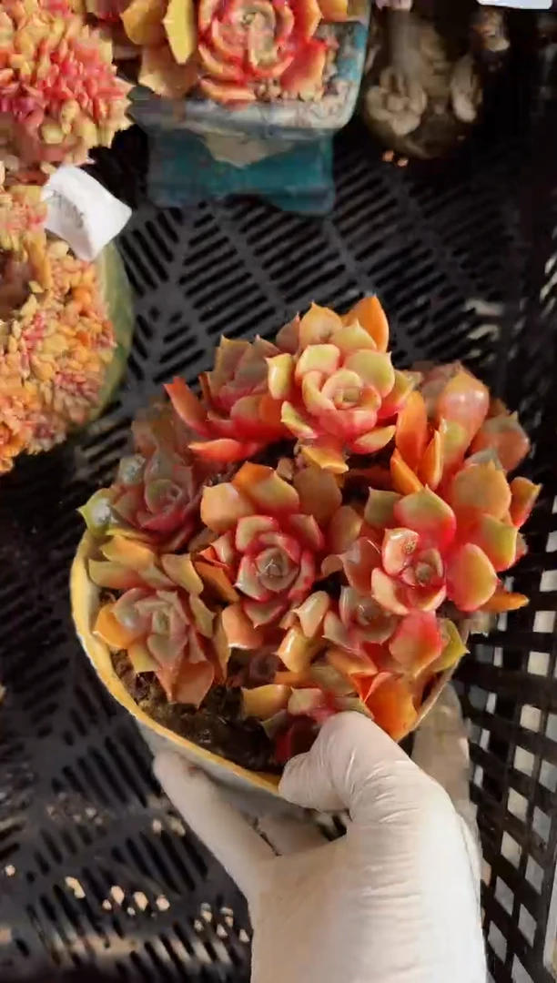 【闪购商品】21308