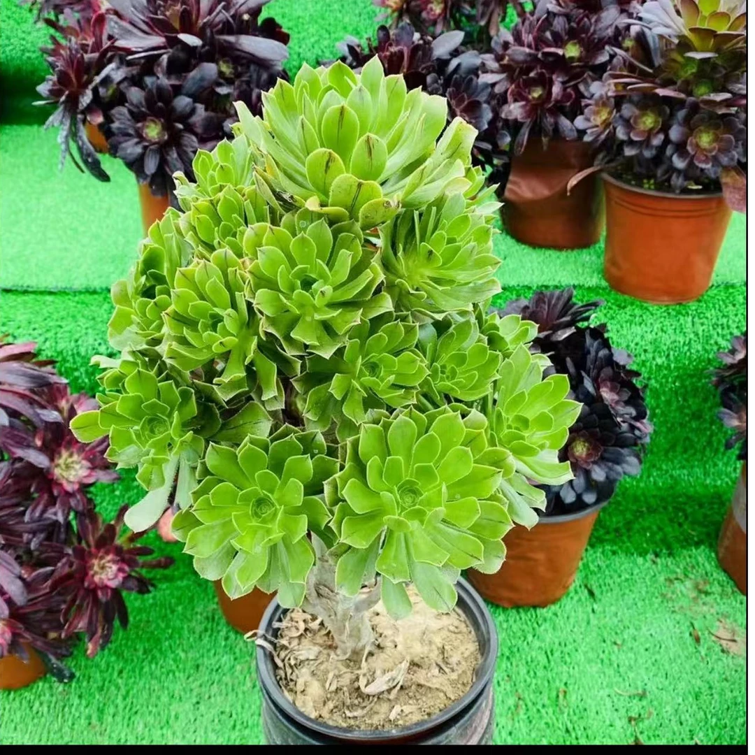 原始绿法师多肉花卉嫁接砧木成品花大棵多肉法师