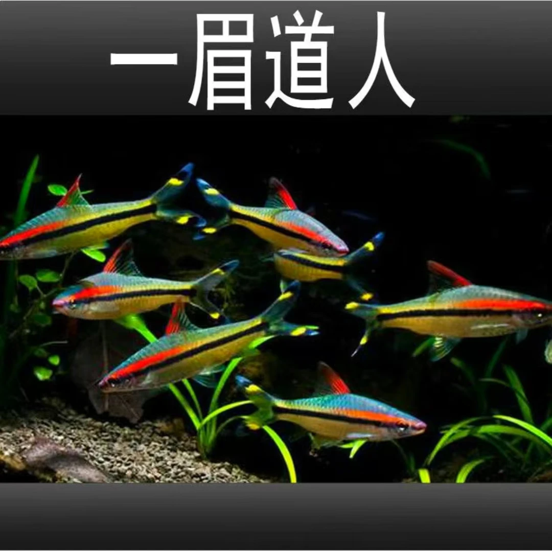 一眉道人观赏鱼 （7-8厘米)