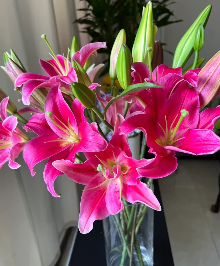 【希诺红香水百合】红色香水百合 夏天必备家养鲜花