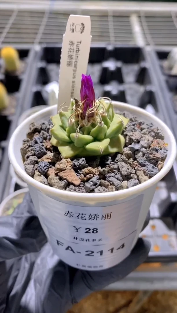 【闪购商品】赤花娇丽FA-2114