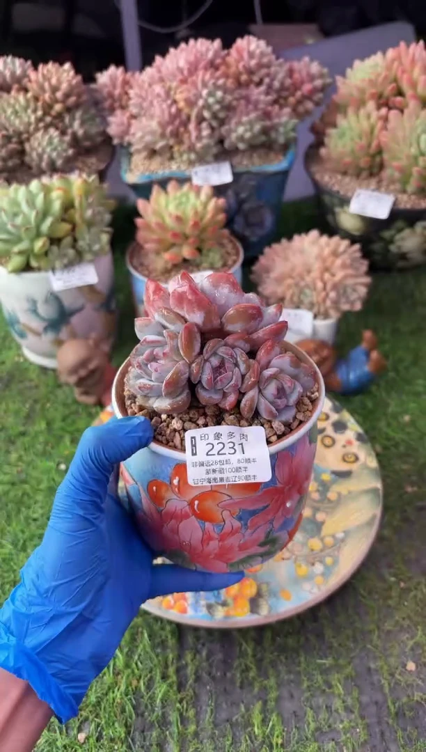 昆明印象多肉2231