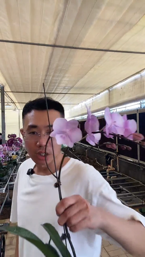 完全开放神仙姐姐1棵