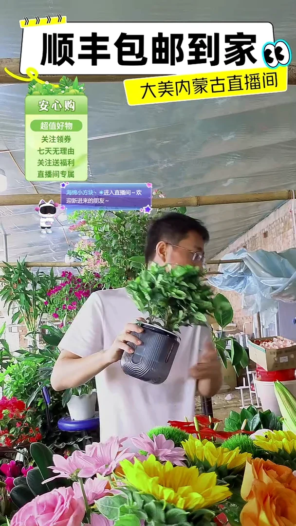 完全开放水培栀子