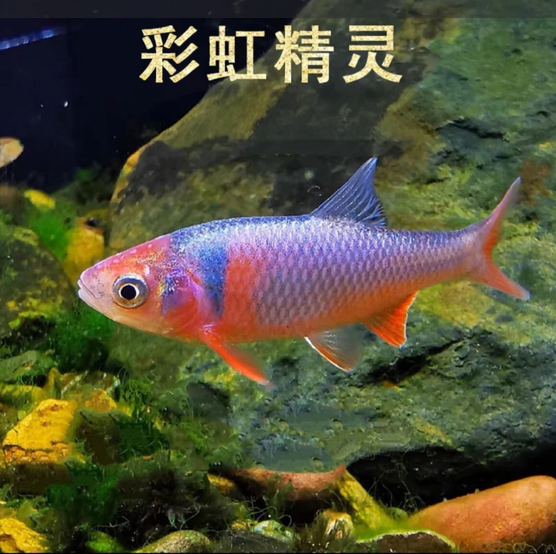 【老吴精选好物】彩虹精灵 （三单发货）