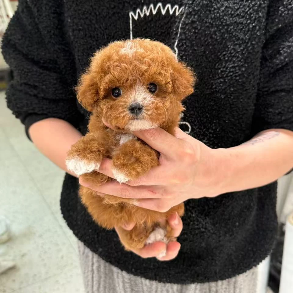 非人类宠物狗狗可爱呆萌