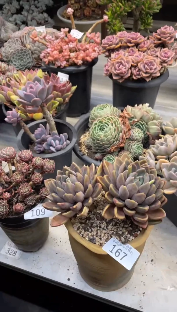 【闪购商品】167象牙