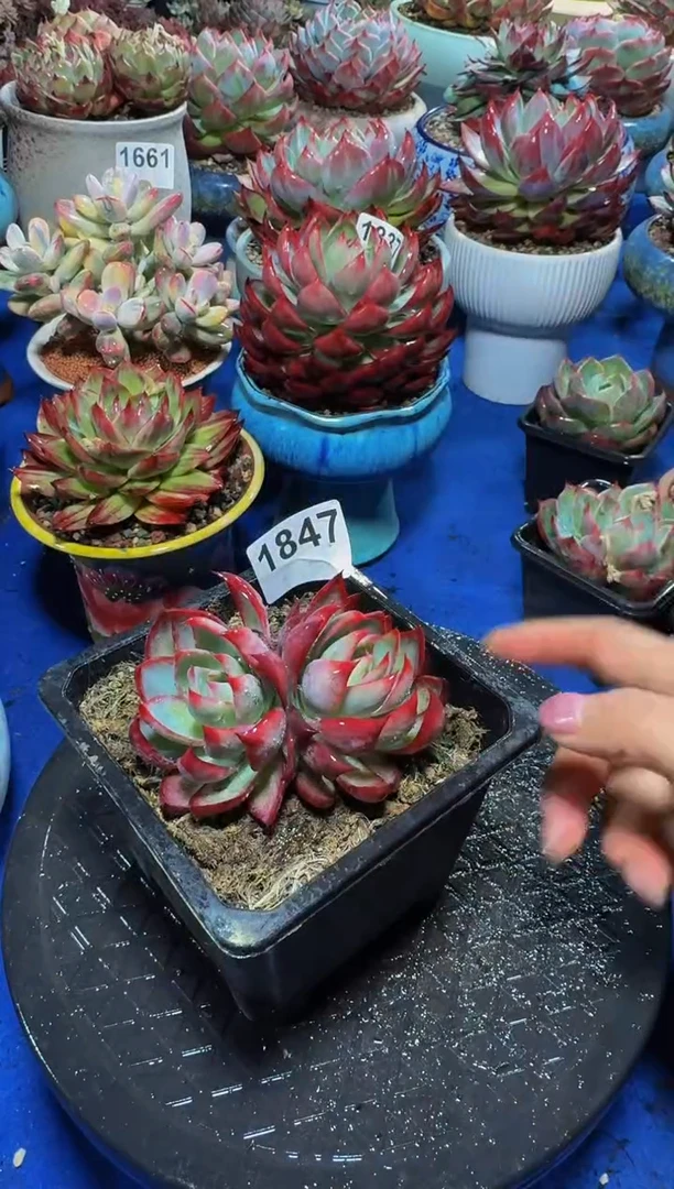 【闪购商品】1847惊鸿仙子（裸根发货）（不包整）