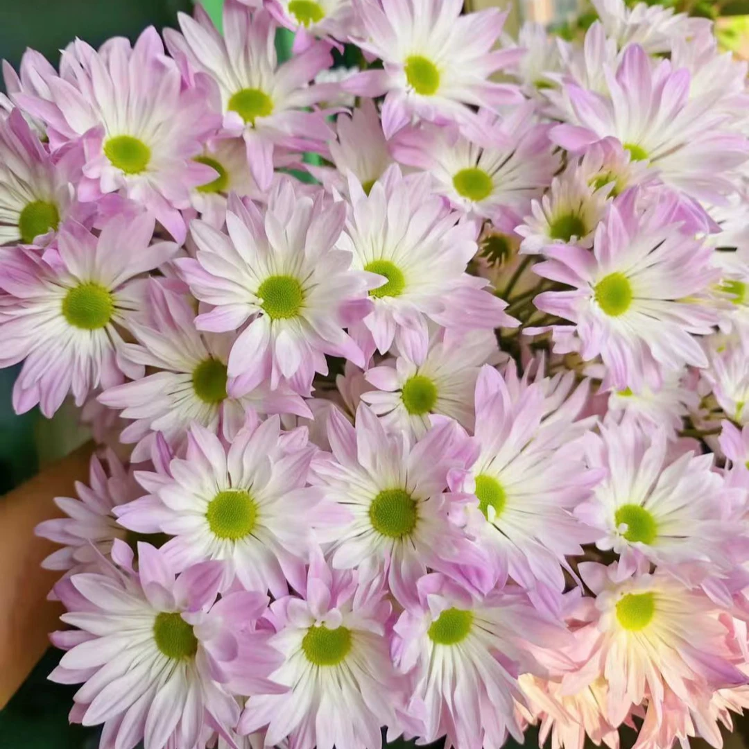 【陌上花开】小仙女小菊-小菊