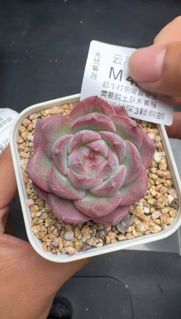 428M当天拍3颗包柚 带盆土纸巾打包 云禹花卉 珍妮多肉植物