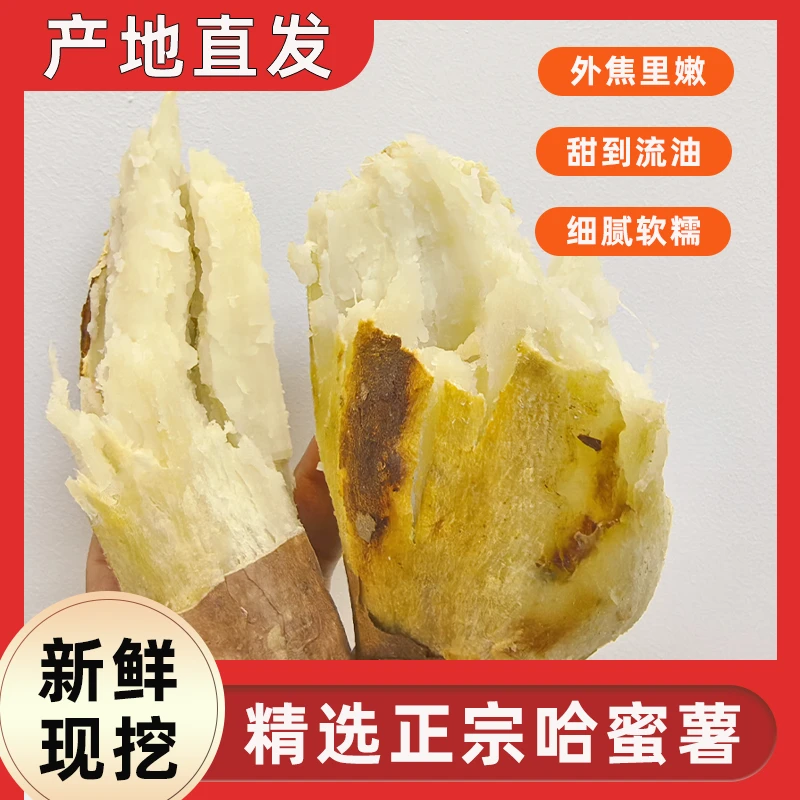 【顺丰包邮】亳州哈密薯沙地种植大中小果冰糖心软糯香甜5斤装红薯