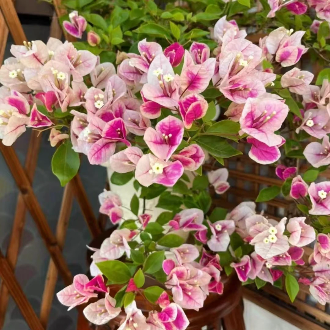 【漳红樱】百变花蝴蝶四季勤花品种三角梅