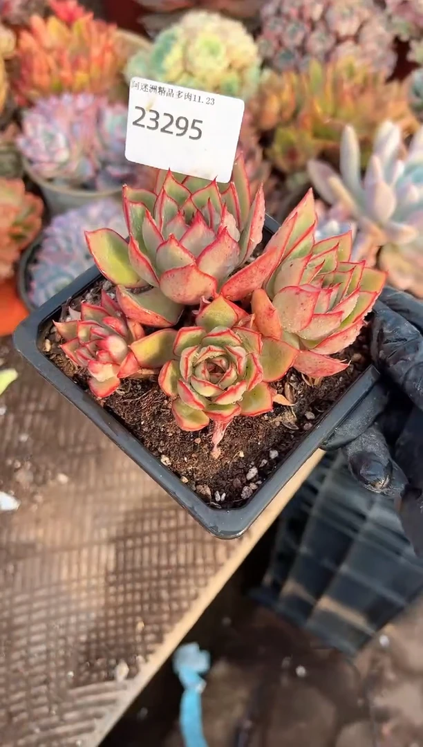 薇*姐多肉植物一物一拍23295