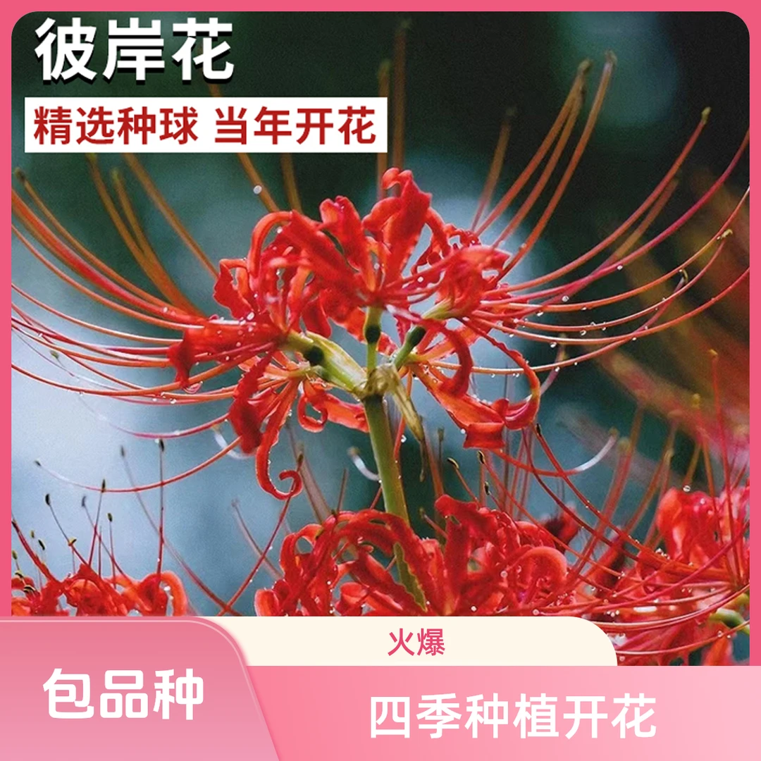 彼岸花种球曼珠沙华四季种植开花多年生种子室内外盆栽花卉苗花苞