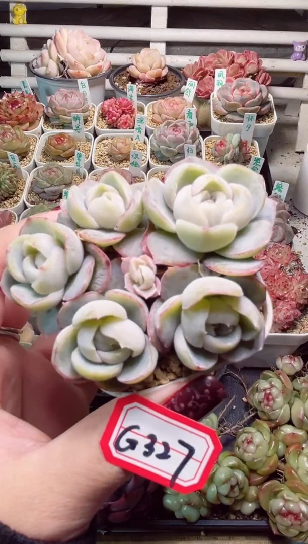 【闪购商品】G327胖虎一物一拍