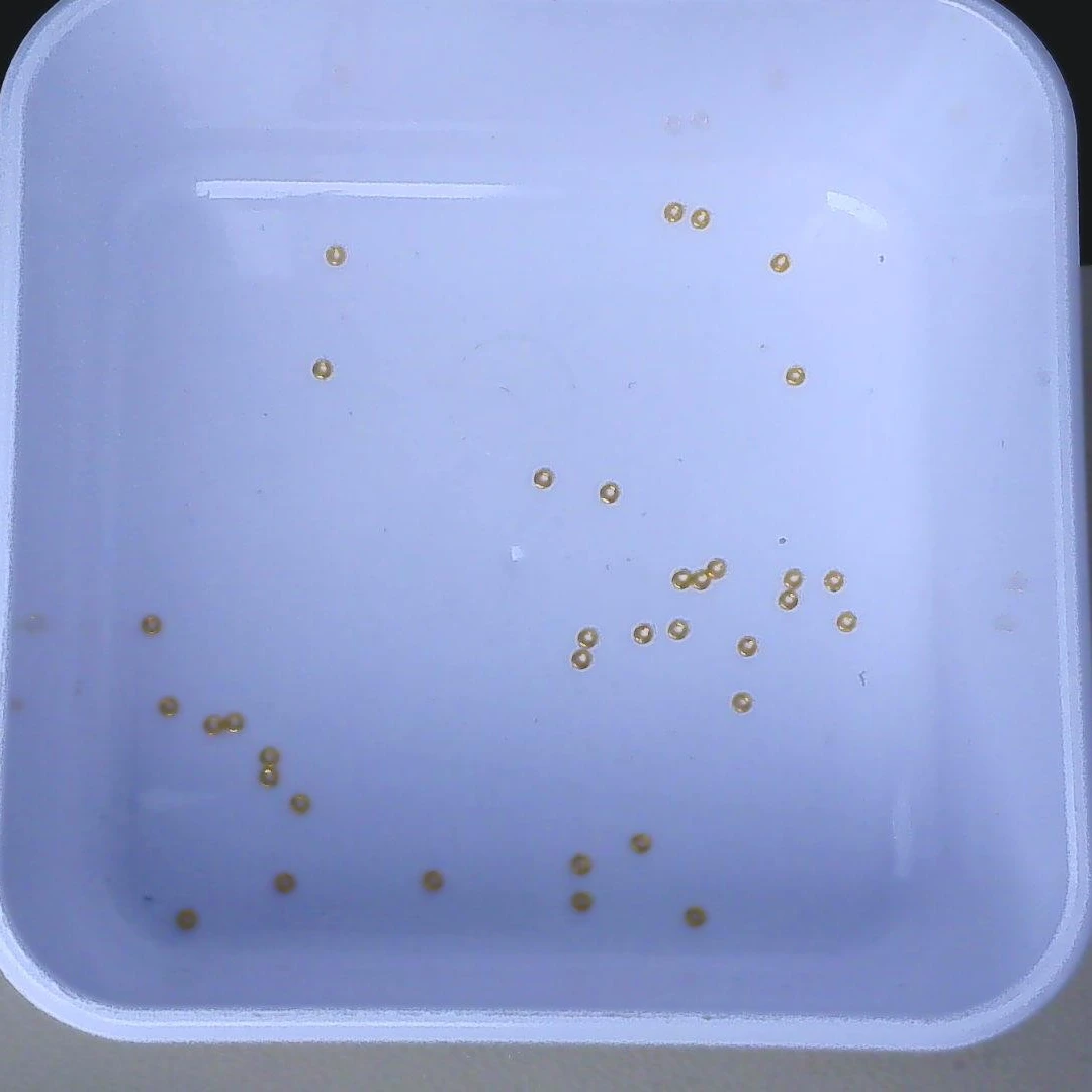 黄金足金小金 豆2