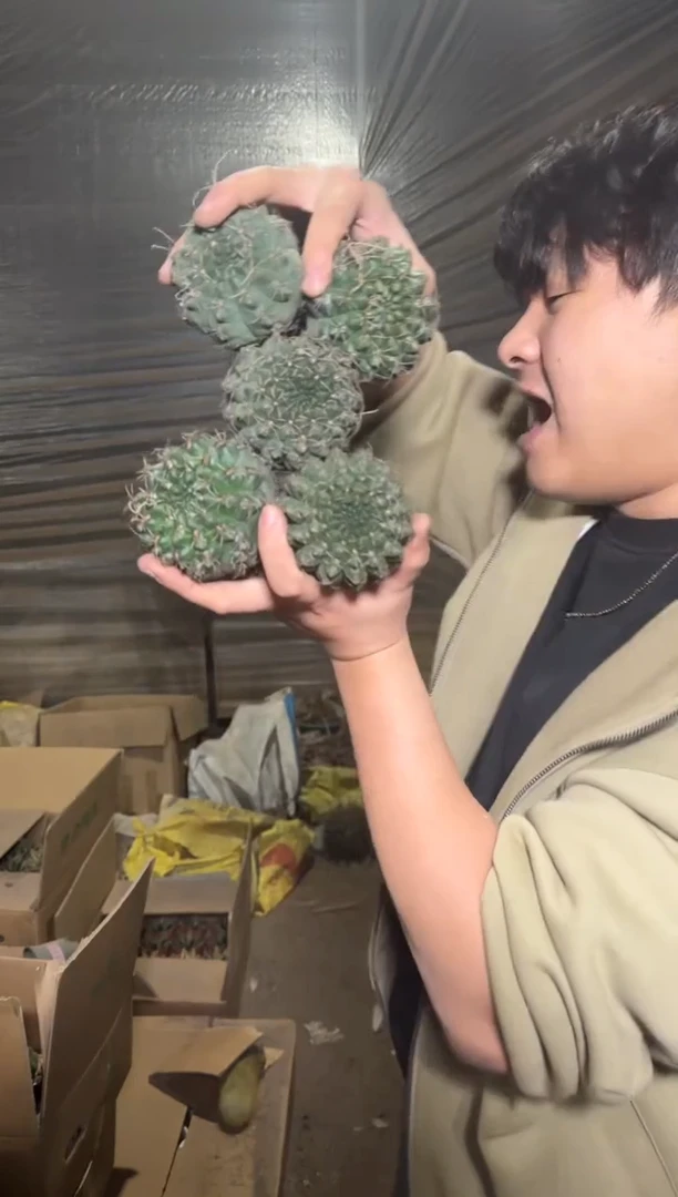 5颗 实生根 绯花玉 4-6cm