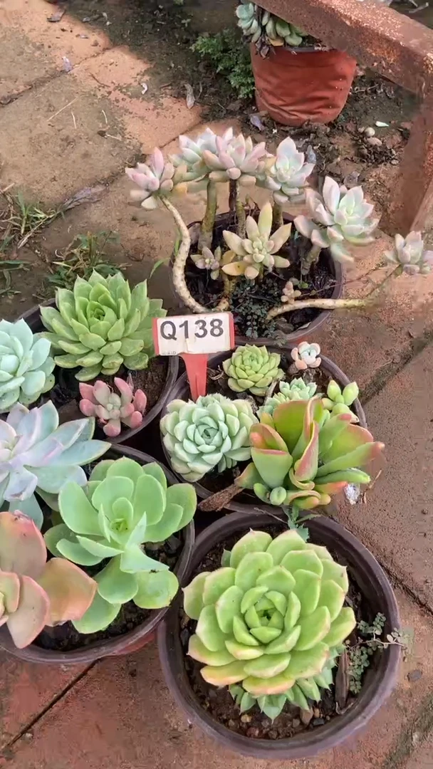 Q138多肉组合默认脱土发货