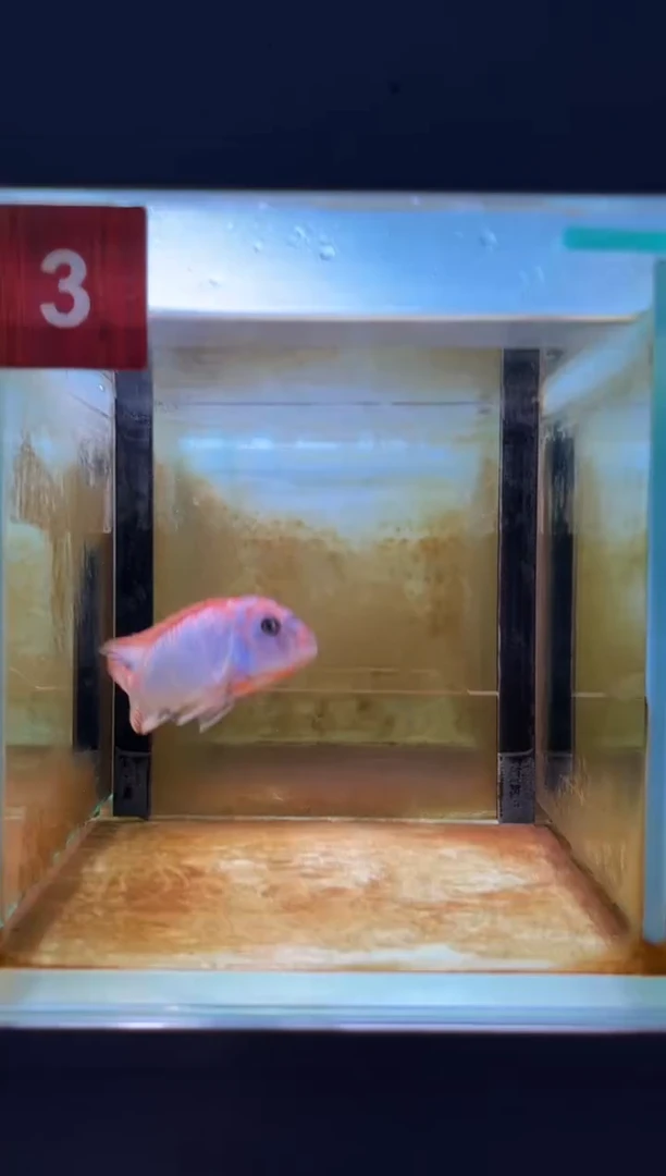 海水鱼三湖慈鲷野生