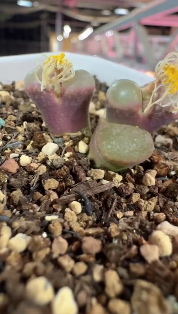 多肉植物肉锥22-279