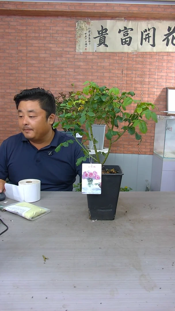 当前无花朵，栽培后可花朵玉环鸣